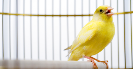 Canarinho Prisioneiro Cifra Simplificada